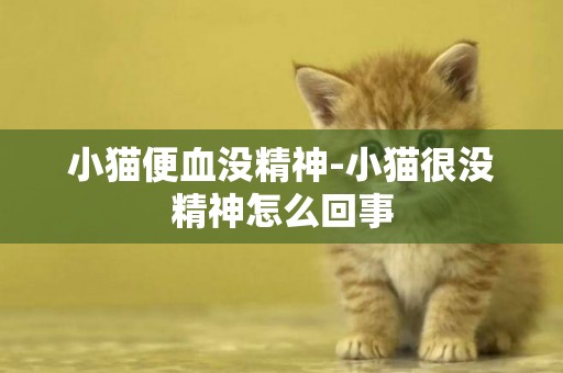 小貓便血沒精神-小貓很沒精神怎么回事