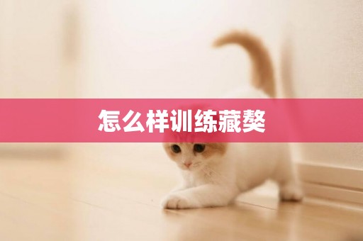 怎么樣訓練藏獒