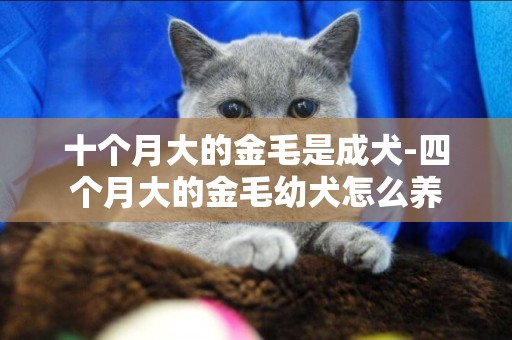 十個月大的金毛是成犬-四個月大的金毛幼犬怎么養