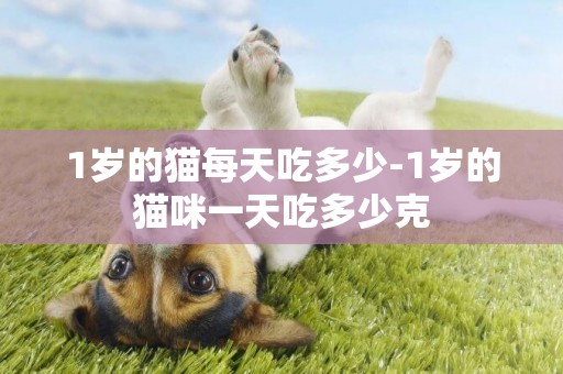 1歲的貓每天吃多少-1歲的貓咪一天吃多少克