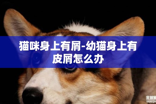 貓咪身上有屑-幼貓身上有皮屑怎么辦
