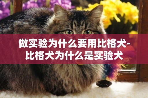 做實驗為什么要用比格犬-比格犬為什么是實驗犬