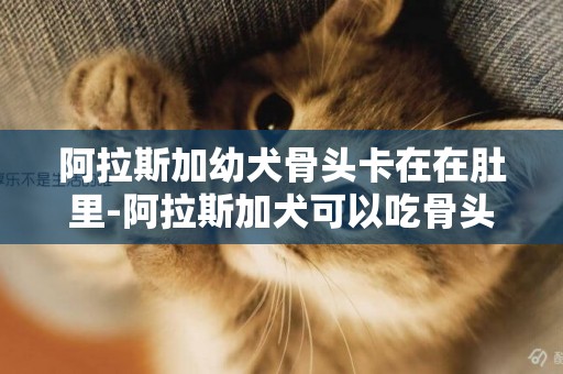 阿拉斯加幼犬骨頭卡在在肚里-阿拉斯加犬可以吃骨頭嗎