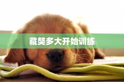 藏獒多大開始訓練