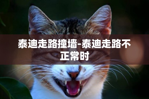 泰迪走路撞墻-泰迪走路不正常時