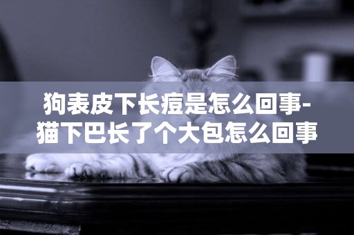 狗表皮下長痘是怎么回事-貓下巴長了個大包怎么回事