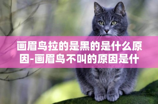 畫眉鳥拉的是黑的是什么原因-畫眉鳥不叫的原因是什么