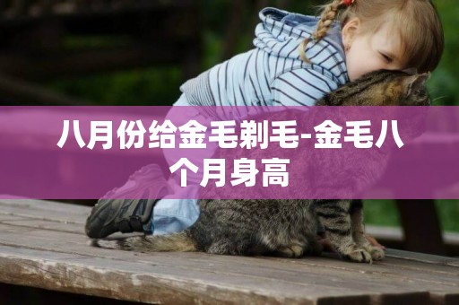 八月份給金毛剃毛-金毛八個月身高