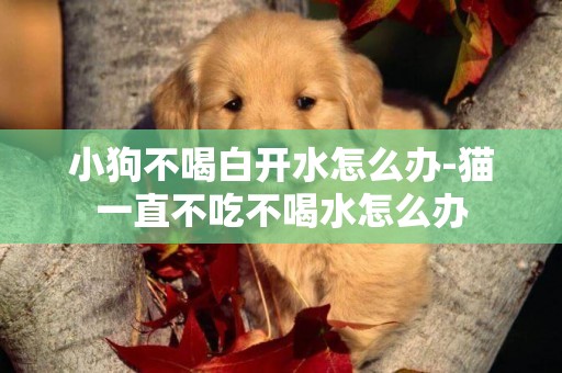 小狗不喝白開水怎么辦-貓一直不吃不喝水怎么辦