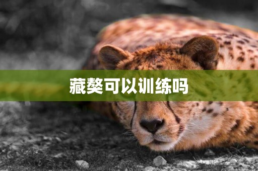 藏獒可以訓練嗎