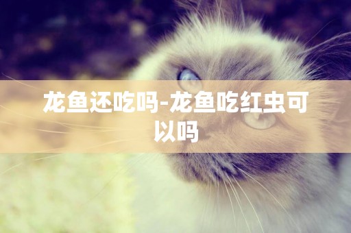 龍魚還吃嗎-龍魚吃紅蟲可以嗎
