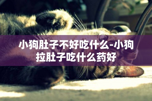 小狗肚子不好吃什么-小狗拉肚子吃什么藥好
