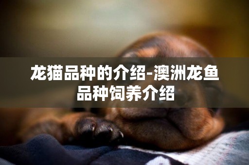 龍貓品種的介紹-澳洲龍魚品種飼養介紹