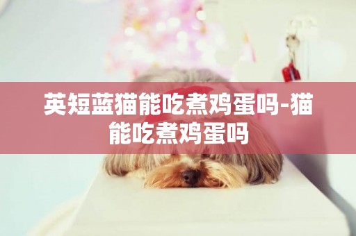 英短藍貓能吃煮雞蛋嗎-貓能吃煮雞蛋嗎