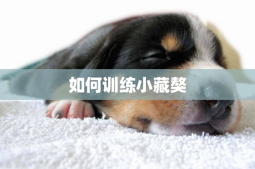 如何訓練小藏獒