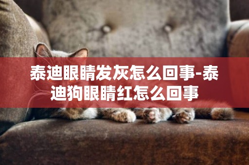 泰迪眼睛發灰怎么回事-泰迪狗眼睛紅怎么回事