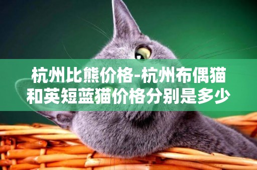 杭州比熊價格-杭州布偶貓和英短藍貓價格分別是多少