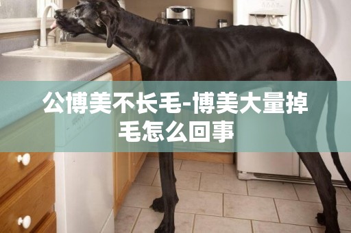 公博美不長毛-博美大量掉毛怎么回事