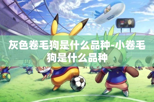 灰色卷毛狗是什么品種-小卷毛狗是什么品種