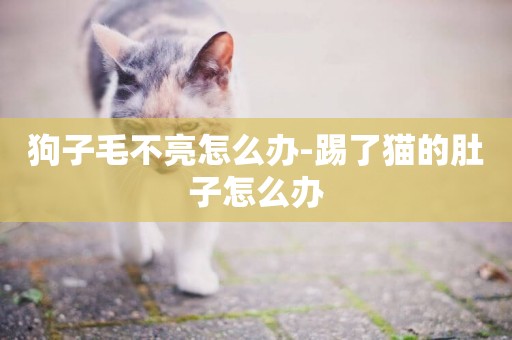狗子毛不亮怎么辦-踢了貓的肚子怎么辦