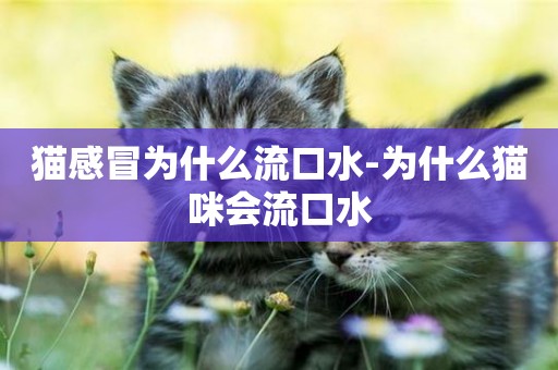 貓感冒為什么流口水-為什么貓咪會流口水