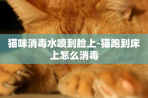 貓咪消毒水噴到臉上-貓跑到床上怎么消毒