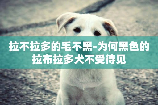 拉不拉多的毛不黑-為何黑色的拉布拉多犬不受待見