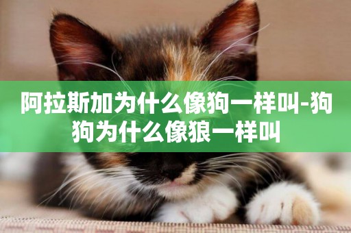 阿拉斯加為什么像狗一樣叫-狗狗為什么像狼一樣叫