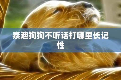 泰迪狗狗不聽話打哪里長記性