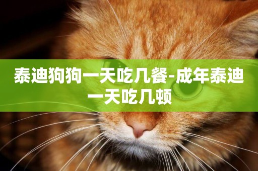 泰迪狗狗一天吃幾餐-成年泰迪一天吃幾頓
