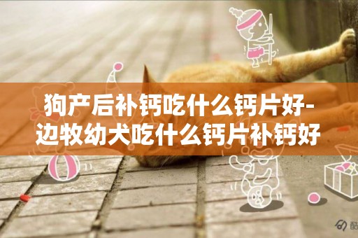 狗產后補鈣吃什么鈣片好-邊牧幼犬吃什么鈣片補鈣好