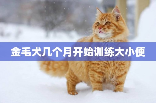 金毛犬幾個月開始訓練大小便
