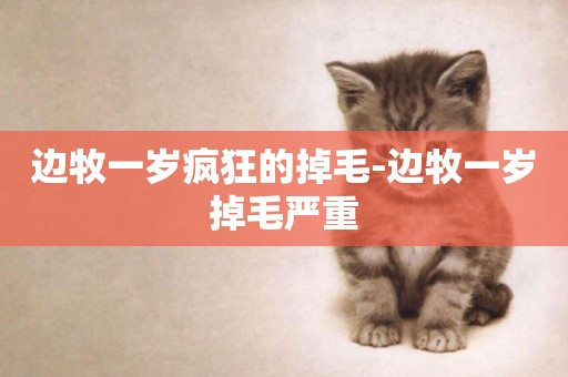邊牧一歲瘋狂的掉毛-邊牧一歲掉毛嚴重