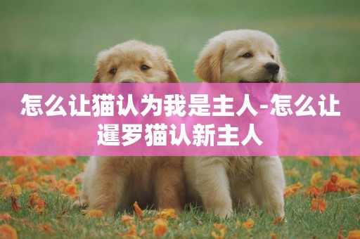 怎么讓貓認為我是主人-怎么讓暹羅貓認新主人