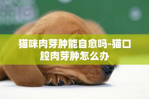 貓咪肉芽腫能自愈嗎-貓口腔肉芽腫怎么辦