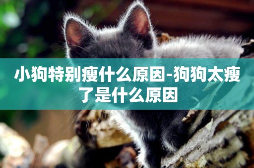 小狗特別瘦什么原因-狗狗太瘦了是什么原因