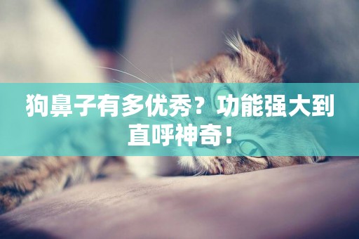 狗鼻子有多優秀？功能強大到直呼神奇！