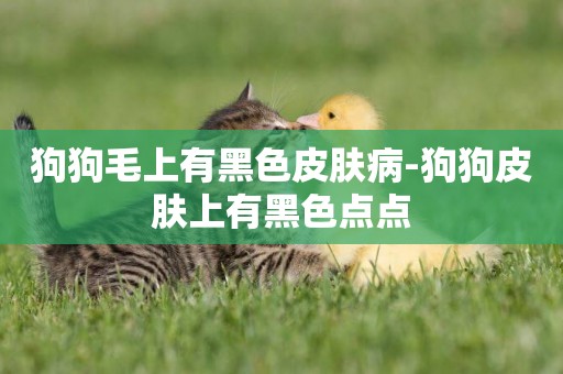 狗狗毛上有黑色皮膚病-狗狗皮膚上有黑色點點