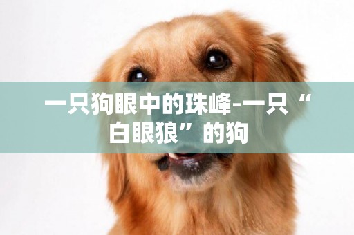 一只狗眼中的珠峰-一只“白眼狼”的狗