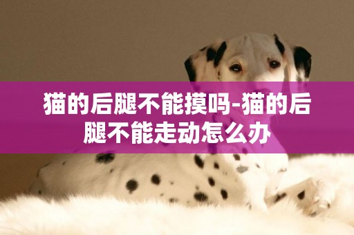 貓的后腿不能摸嗎-貓的后腿不能走動怎么辦