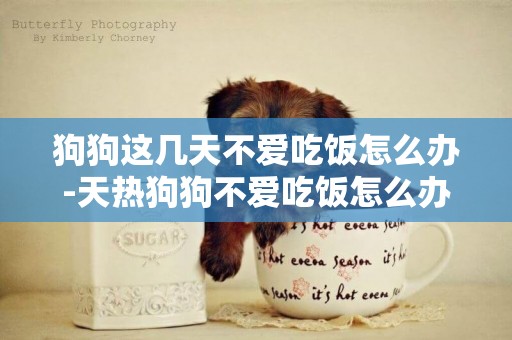 狗狗這幾天不愛吃飯怎么辦-天熱狗狗不愛吃飯怎么辦