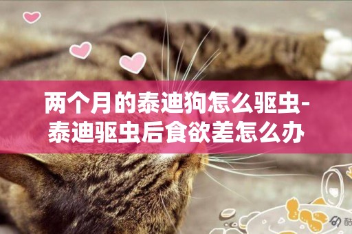 兩個月的泰迪狗怎么驅蟲-泰迪驅蟲后食欲差怎么辦