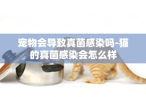 寵物會導致真菌感染嗎-貓的真菌感染會怎么樣