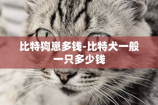 比特狗崽多錢-比特犬一般一只多少錢