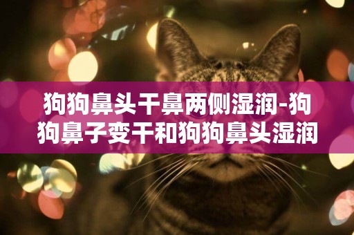 狗狗鼻頭干鼻兩側濕潤-狗狗鼻子變干和狗狗鼻頭濕潤的原因