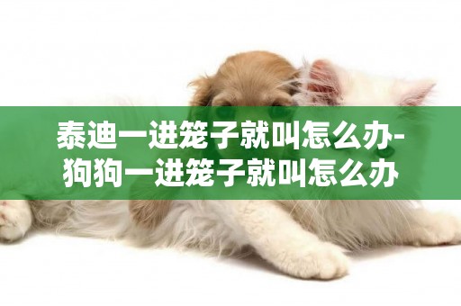 泰迪一進籠子就叫怎么辦-狗狗一進籠子就叫怎么辦