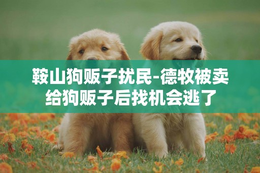 鞍山狗販子擾民-德牧被賣給狗販子后找機會逃了