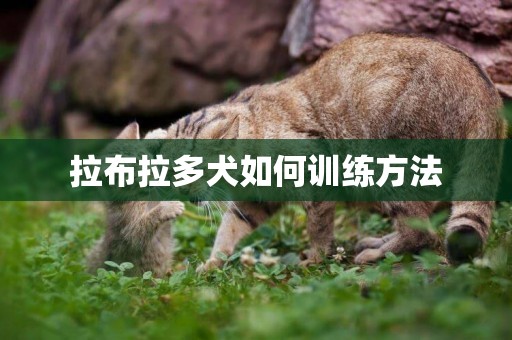 拉布拉多犬如何訓練方法