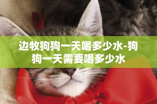 邊牧狗狗一天喝多少水-狗狗一天需要喝多少水