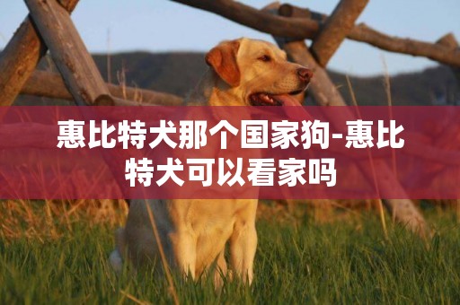 惠比特犬那個國家狗-惠比特犬可以看家嗎